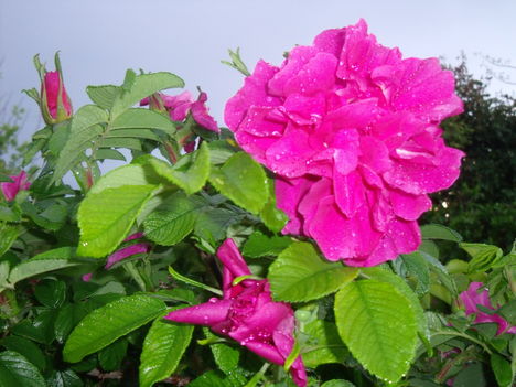 ráncoslevelű rózsa 2