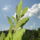 Baberfa_717359_92915_t