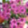 Dsc08262_717665_16516_t