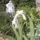 Feher_noszirom-001_717640_32577_t