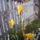 Sarga_noszirom_717639_63708_t