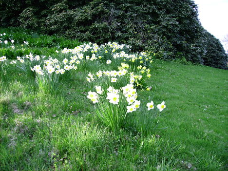 Most virágoznak a nárciszok