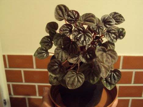 peperomia 2010