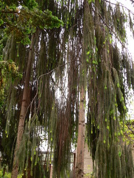 Picea abies cranstonii Elte Füvészkert