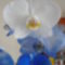 "Kék" orchideám valójában fehér :(