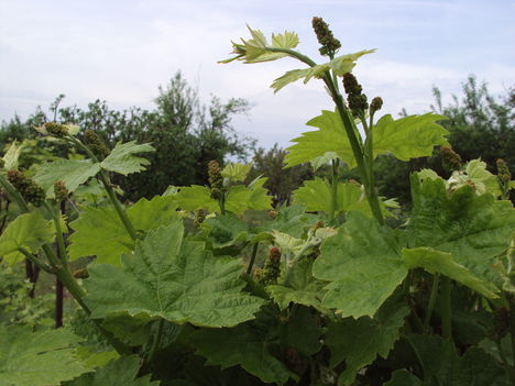 otelló szőllő hajtás 2010