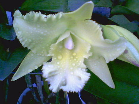 4 orchidea