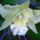 4_orchidea_721638_68759_t