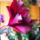 Dendrobium_orchidea-004_721830_82017_t