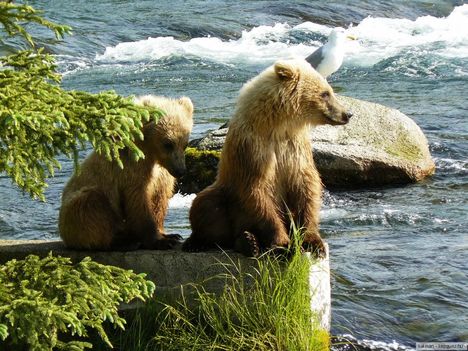 Katmai_Nemzeti_Park,_Alaszka