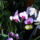 Lepke_orchidea-014_721825_47373_t