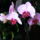 Lepke_orchidea-016_721829_17431_t