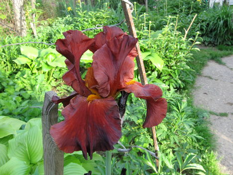 nagy virágú bordós-barna irisz