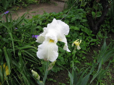nagy virágú hófehér irisz