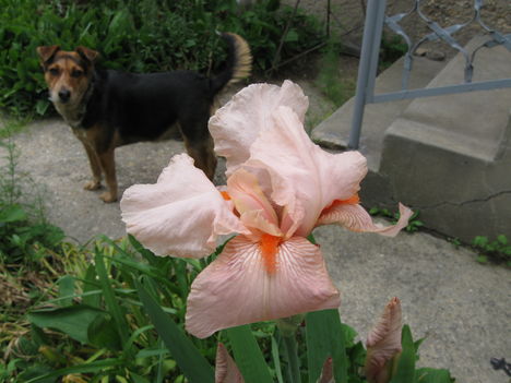 nagyvirágú rózsaszín irisz(meg az édes Lotti kutyus)