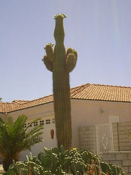 Saguaro camegia gigantea 1