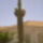 Saguaro_camegia_gigantea_1_721465_40356_t