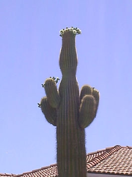 Saguaro camegia gigantea 2