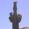 Saguaro camegia gigantea 2