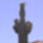 Saguaro_camegia_gigantea_2_721466_93801_t