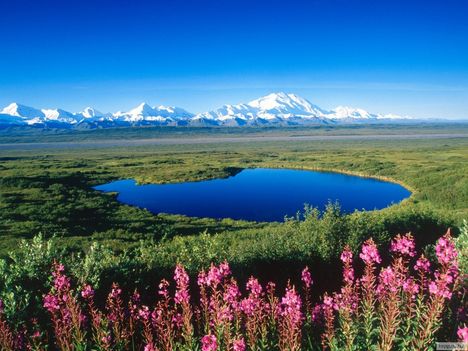 Tó_a_tundrán,_Mount_McKinley,_Denali_National_Park,_Alaszka
