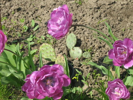dupla lila tulipán