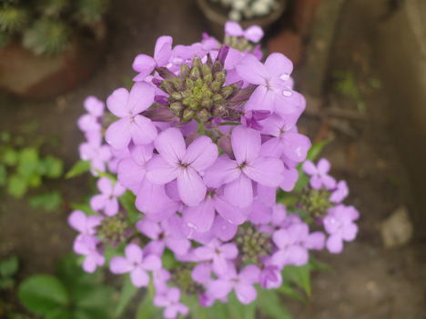 termeszet 6