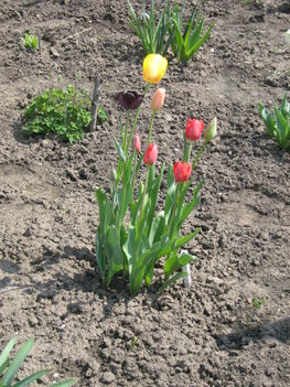 tulipán egyveleg