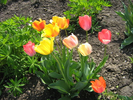 tulipán egyveleg
