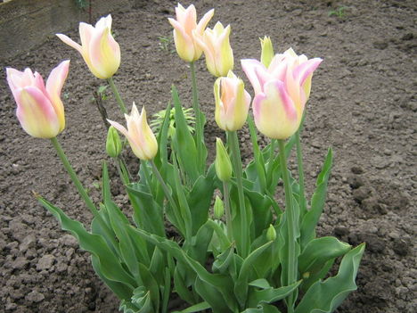 utolsó virágzó tulipánjaim