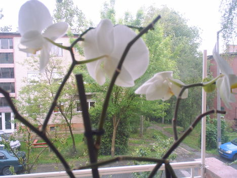 Ablakom  virágai 1