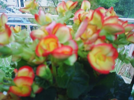 Ablakom  virágai 3