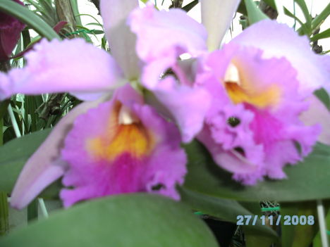 Király Béla Orchideái 4