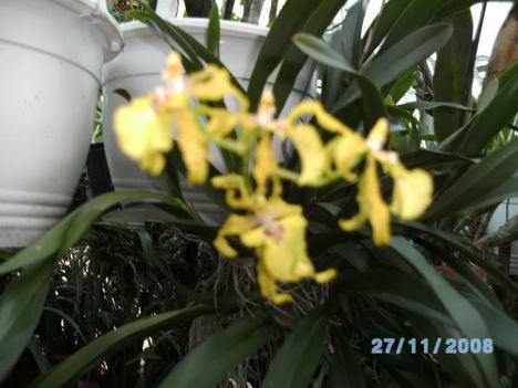 Király Béla Orchideái 5