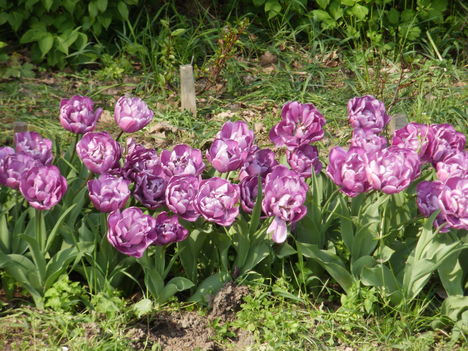 lila tulipánok