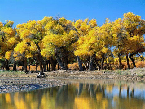 Sárga fák