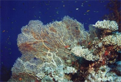 korall 1