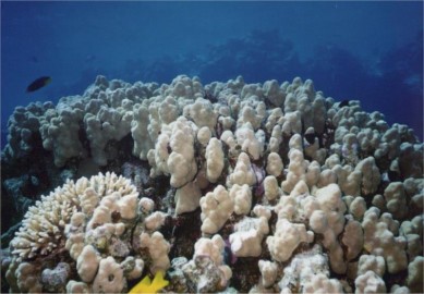 korall 2