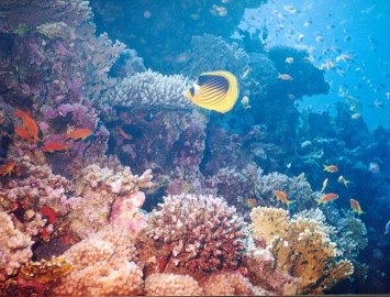 korall 3