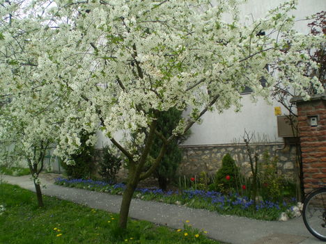 Május virágai 8