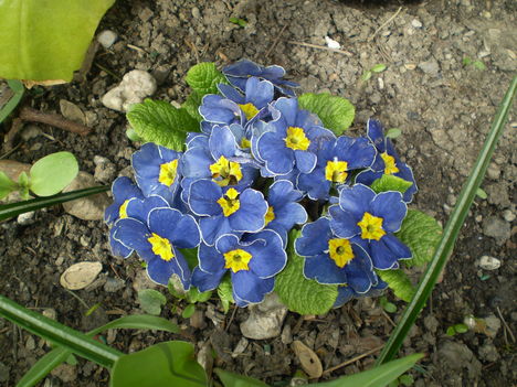 Tavaszi virágaim 5