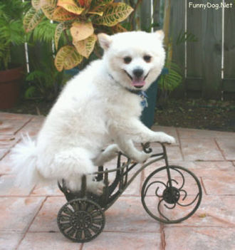 bicycle-dog