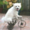 bicycle-dog