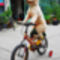 dog-on-bike