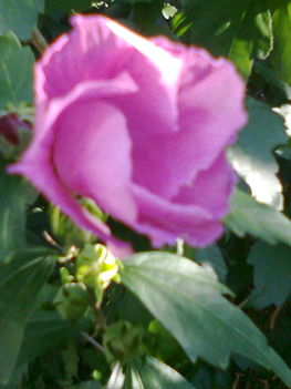 Rózsamályva