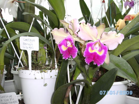 BILD0064 cattleya