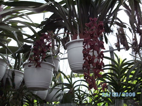 BILD0169 cymbidium