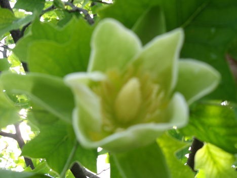 Tulipánfa 4