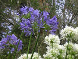 Agapanthus (Szerelemvirág)