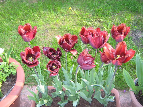                    A feketenek vasarolt tulipanok !